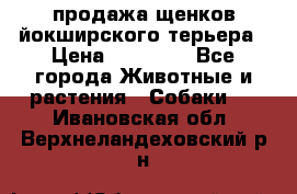 продажа щенков йокширского терьера › Цена ­ 25 000 - Все города Животные и растения » Собаки   . Ивановская обл.,Верхнеландеховский р-н
